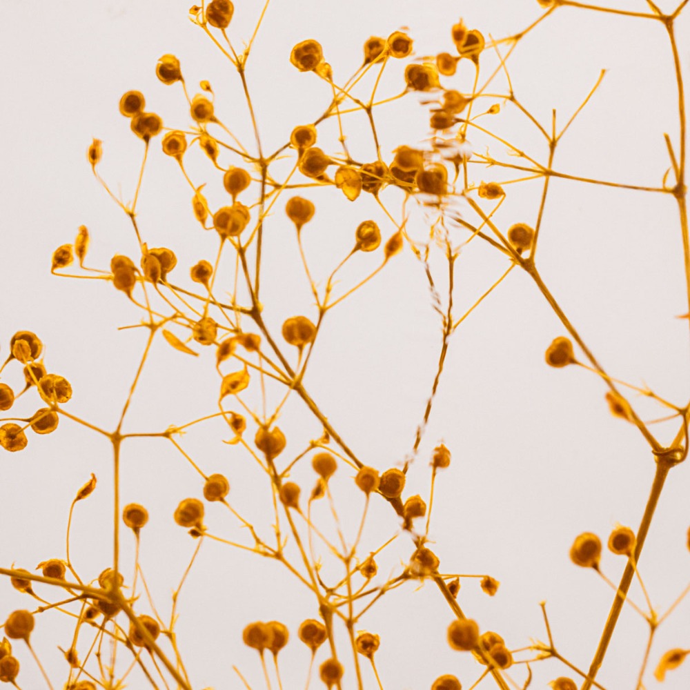 Plante immergée Théophile Berthon - Gypsophile safran - Herbarium de Théophile